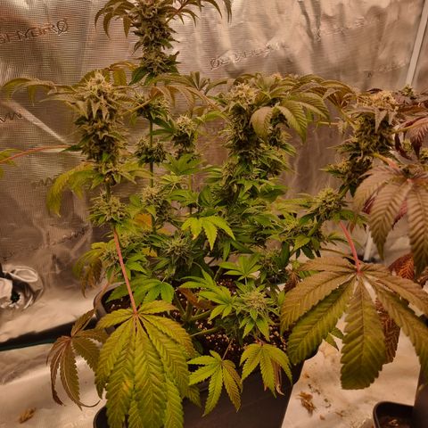 Pinky & the Brain growlog timeline photo