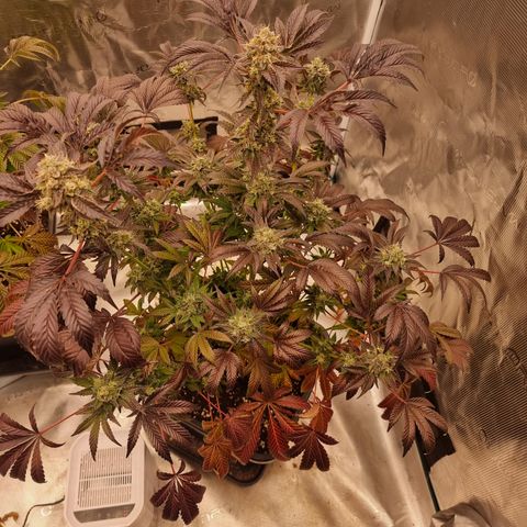 Pinky & the Brain growlog timeline photo