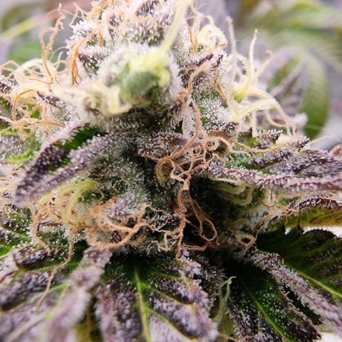 Pinky & the Brain growlog timeline photo