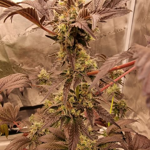 Pinky & the Brain growlog timeline photo