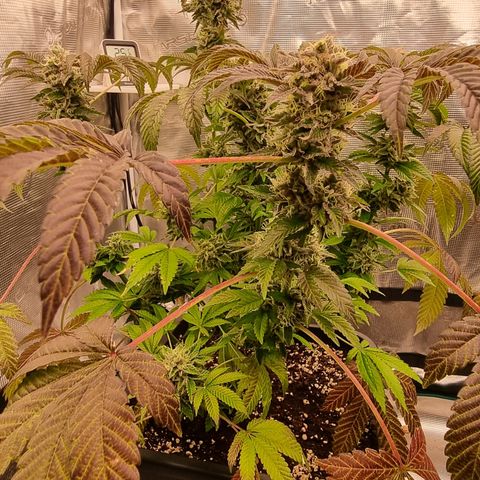 Pinky & the Brain growlog timeline photo
