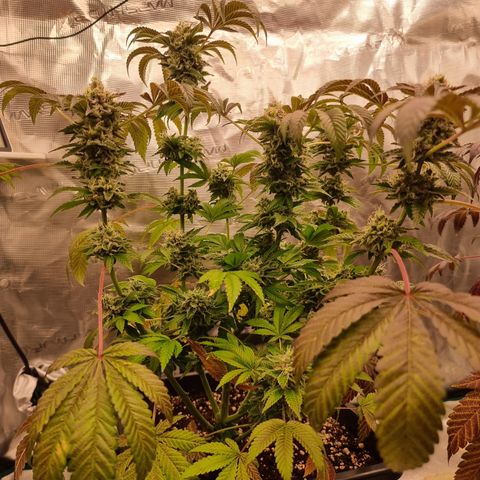 Pinky & the Brain growlog timeline photo