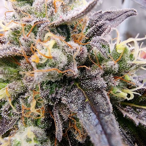 Pinky & the Brain growlog timeline photo