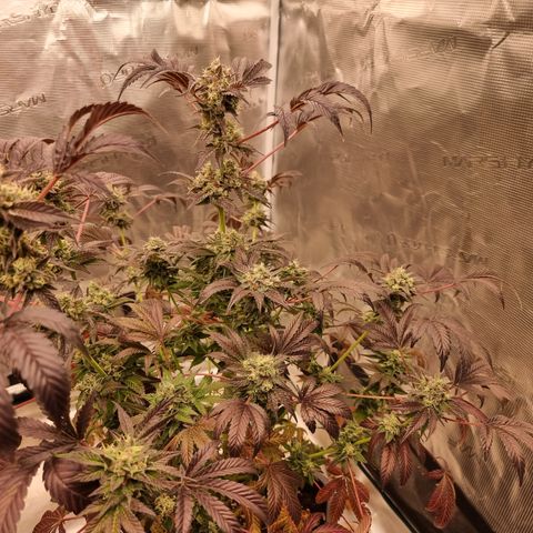 Pinky & the Brain growlog timeline photo