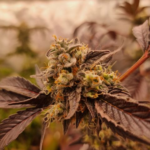 Pinky & the Brain growlog timeline photo