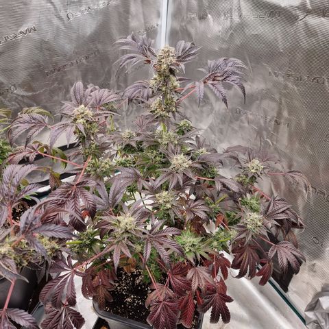 Pinky & the Brain growlog timeline photo