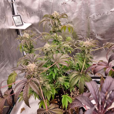 Pinky & the Brain growlog timeline photo