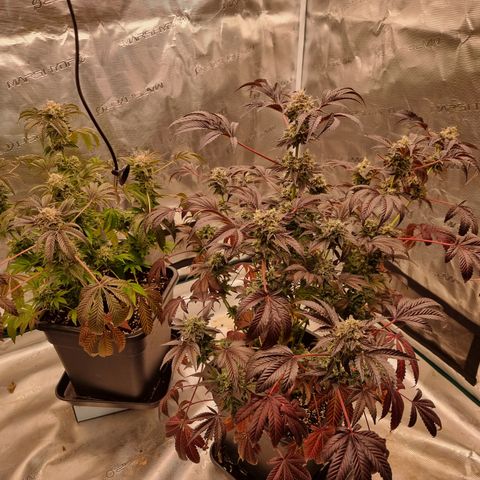Pinky & the Brain growlog timeline photo