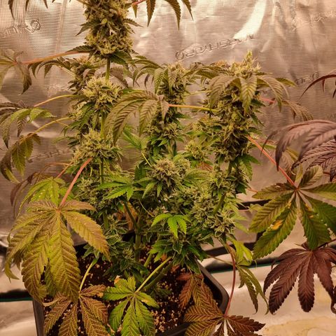 Pinky & the Brain growlog timeline photo