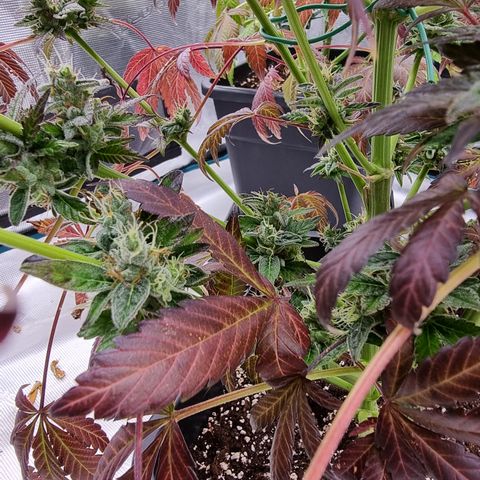 Pinky & the Brain growlog timeline photo