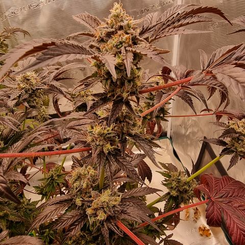 Pinky & the Brain growlog timeline photo
