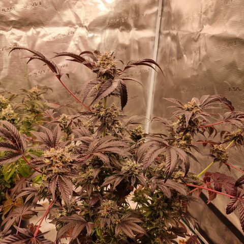 Pinky & the Brain growlog timeline photo
