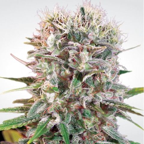 Wappa❗️ growlog timeline photo