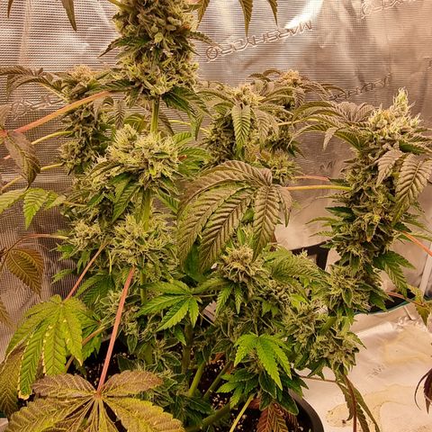 Pinky & the Brain growlog timeline photo