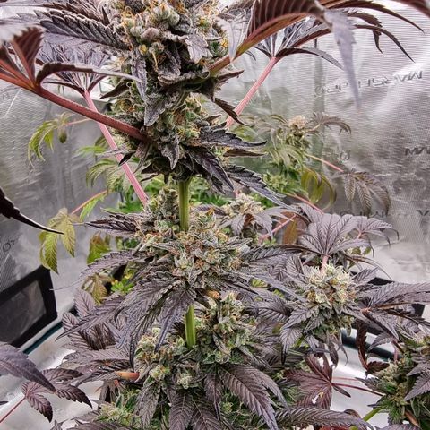 Pinky & the Brain growlog timeline photo