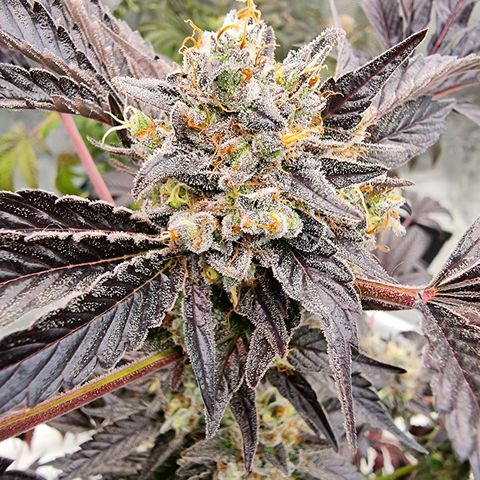 Pinky & the Brain growlog timeline photo