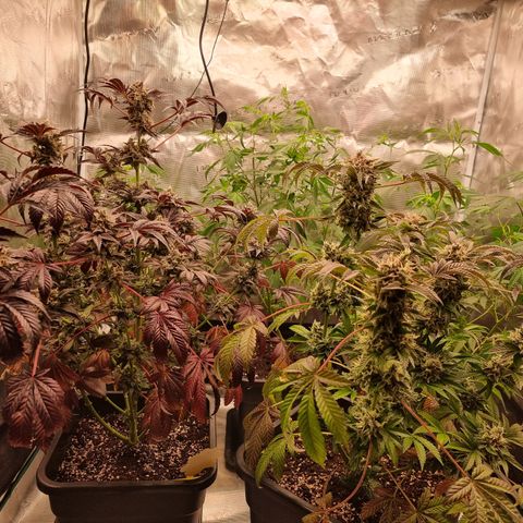 Wappa❗️ growlog timeline photo