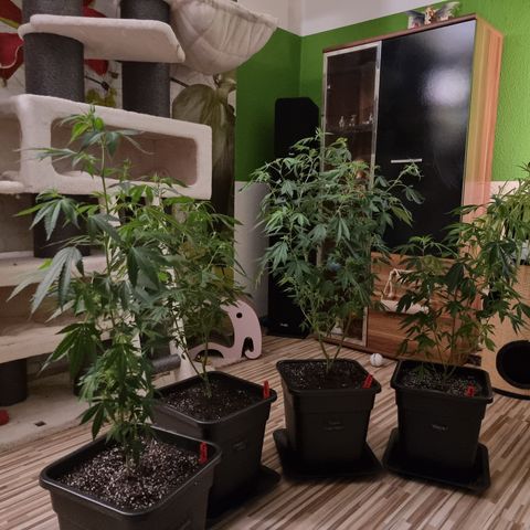 Wappa❗️ growlog timeline photo