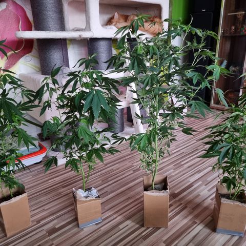 Wappa❗️ growlog timeline photo