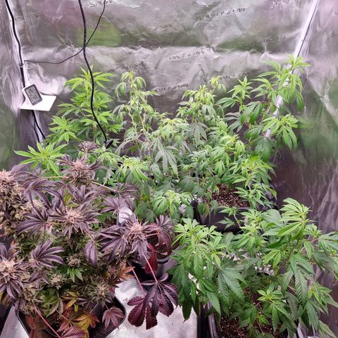 Wappa❗️ growlog timeline photo