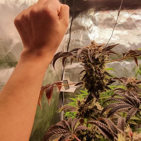 Pinky & the Brain growlog timeline photo