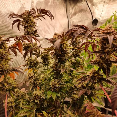 Pinky & the Brain growlog timeline photo