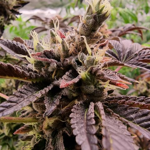 Pinky & the Brain growlog timeline photo