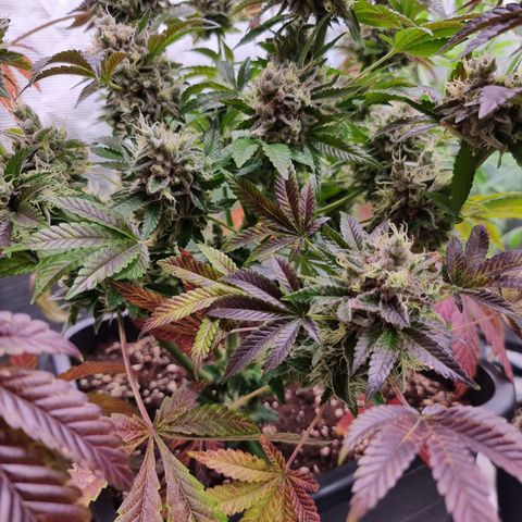 Pinky & the Brain growlog timeline photo