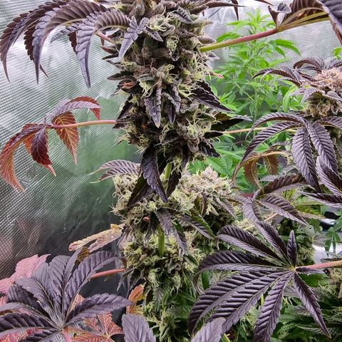 Pinky & the Brain growlog timeline photo