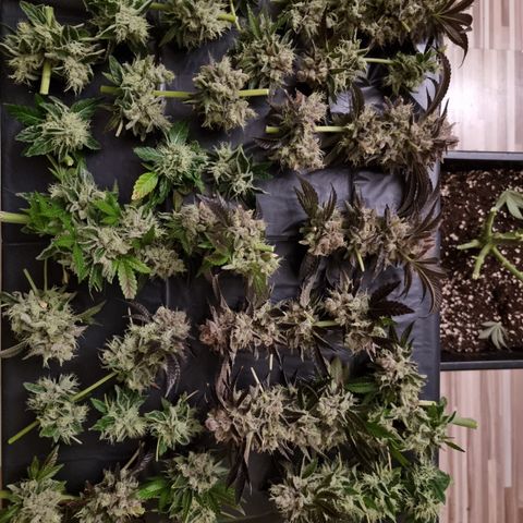 Pinky & the Brain growlog timeline photo