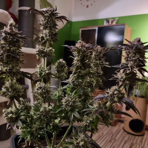 Pinky & the Brain growlog timeline photo