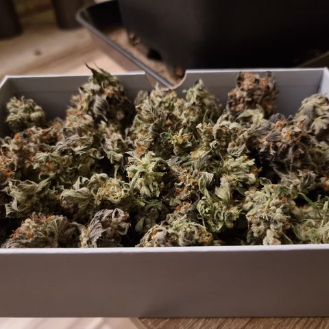 Pinky & the Brain growlog timeline photo