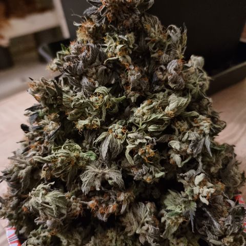 Pinky & the Brain growlog timeline photo