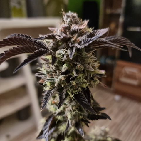 Pinky & the Brain growlog timeline photo