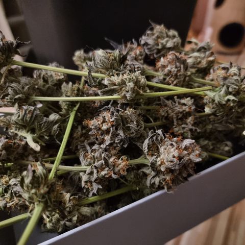 Pinky & the Brain growlog timeline photo