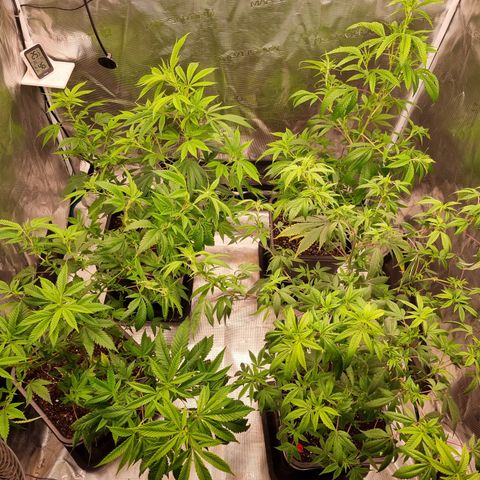 Wappa❗️ growlog photo: Die Mädels haben sich an die neue Umgebung gewöhnt
