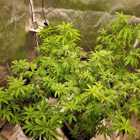 Wappa❗️ growlog photo: Wappa hinten links
Lemon hinten rechts
Choco vorne links
Yoshi vorne rechts