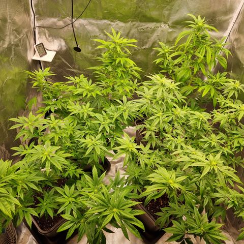 Wappa❗️ growlog timeline photo