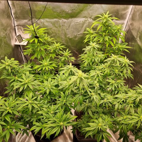 Wappa❗️ growlog timeline photo