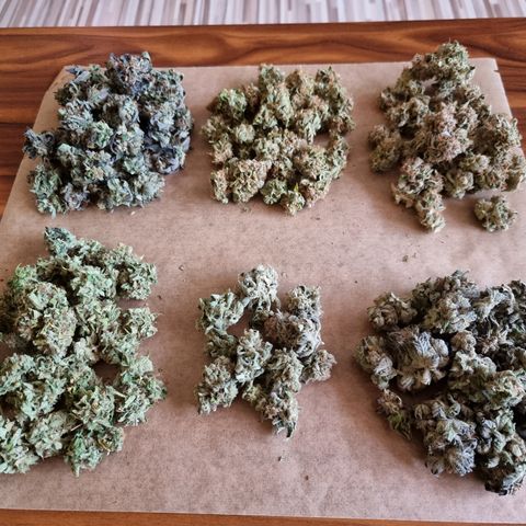 Foto do growlog de 💣: 3. Staffel
Angefangen oben links..
Oben: Pinky, Bomb, Cherry
Unten: Gorilla, Brain, Rose

Feintrimm erst vorm Rauchen ;)