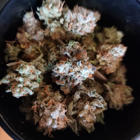Foto do growlog de 💣: verliebt.. und auch etwas stolz 🏅