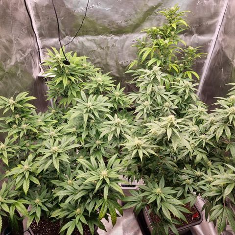 Wappa❗️ growlog timeline photo