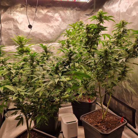 Wappa❗️ growlog timeline photo