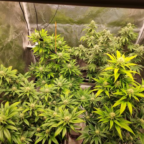 Wappa❗️ growlog timeline photo