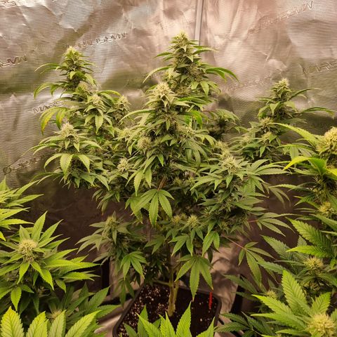 Yoshi growlog timeline photo