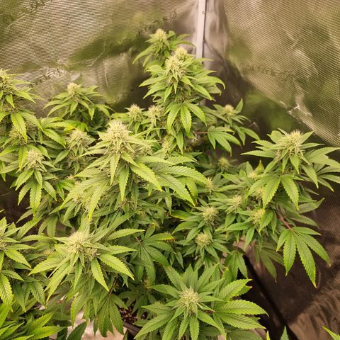 Yoshi growlog timeline photo