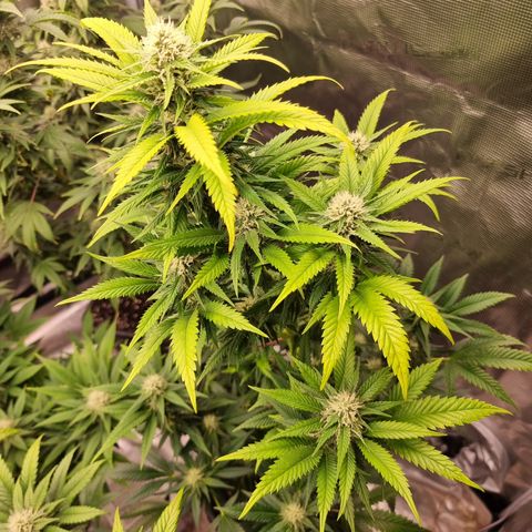 Lemon Haze growlog timeline photo