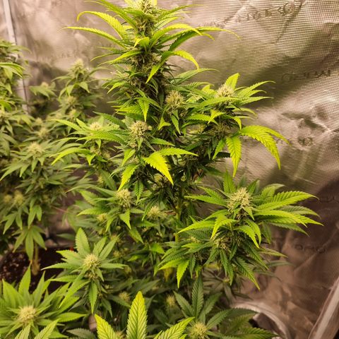 Lemon Haze growlog timeline photo