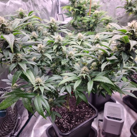 Chocolate Haze growlog timeline photo