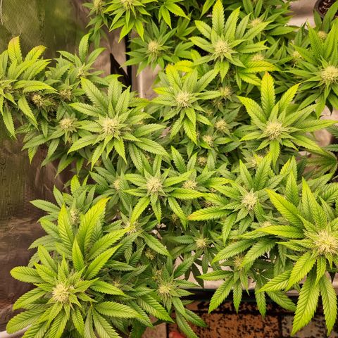 Chocolate Haze growlog timeline photo